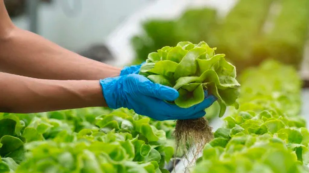 Tecnologia para conservação e qualidade de vegetais frescos.